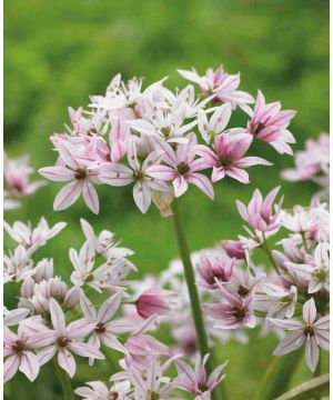 Allium 'Cameleon'