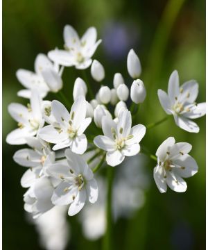 Allium Cowanii 