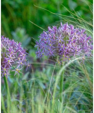 Allium 'Cristophii'