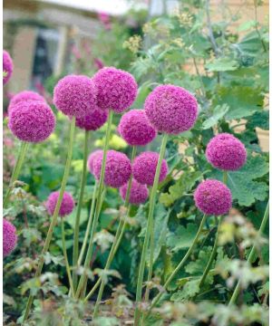 Allium giganteum