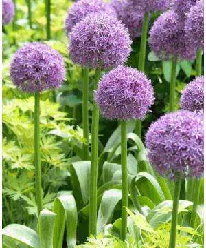 Allium Globemaster