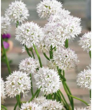 Allium Graceful Beauty