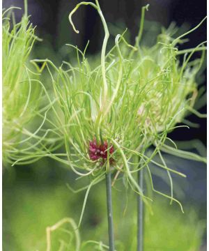 Allium Hair