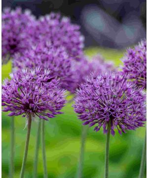 Allium hollandicum 