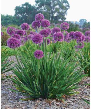 Allium Lavender Bubbles