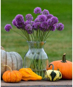 Allium senescens Medusas Hair