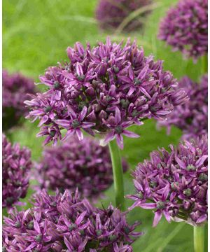 Allium mercurius