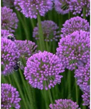 Allium senescens Millennium