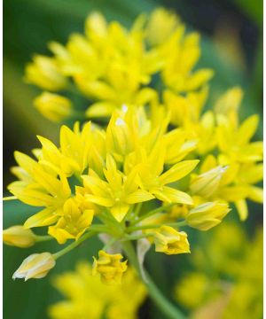 Allium stipitatum 'Moly'