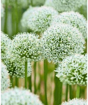 Allium stipitatum Mount Everest