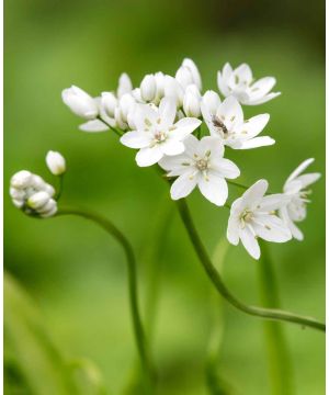 Allium Neapolitanum