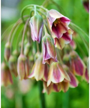 Allium nectaroscordum Siculum