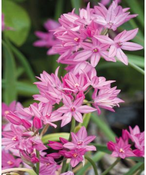 Allium Oreophilum