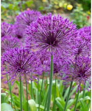 Allium 'Purple Rain'