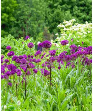 Allium 'Purple Sensation'