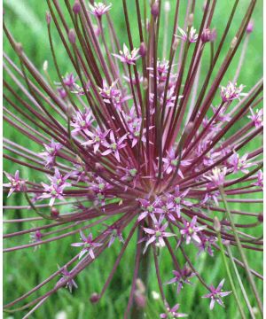 Allium Schubertii