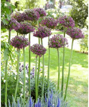 Allium shubertii 'Magic'