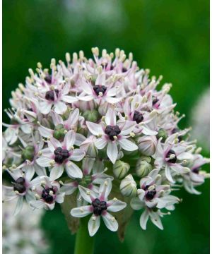 Allium basalticum 'Silver Spring'