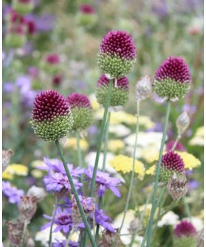 Allium Sphaerocephalon