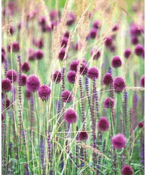 Allium 'Sphaerocephalon'