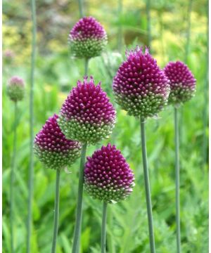 Allium Sphaerocephalon