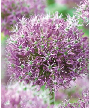 Allium stipitatum