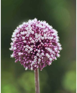 Allium 'Summer Drummer'