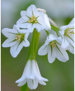 Allium Triquetrum