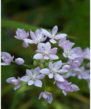 Allium Unifolium