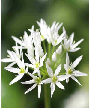 Allium ursinum