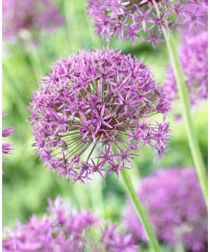 Allium Violet Beauty