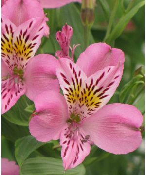 Alstroemeria 'Charles'