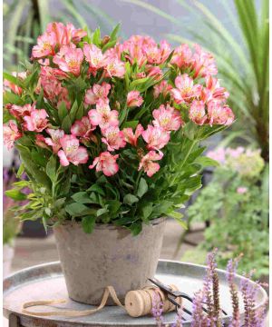 Alstroemeria 'pitchoune Charlotte'