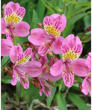 Alstroemeria Duc d'Anjou 'Edouard'