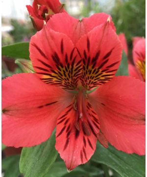 Alstroemeria Midi Elisabeth