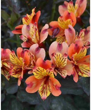 Alstroemeria Indian Summer