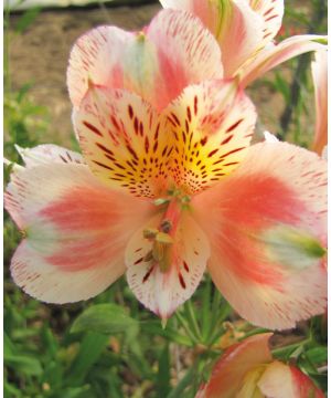 Alstroemeria Duc d'Anjou 'Jean'