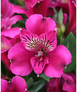 Alstroemeria Mini Leonie