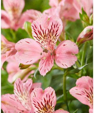 Alstroemeria 'Marce'