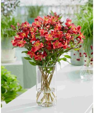 Alstroemeria Chinon