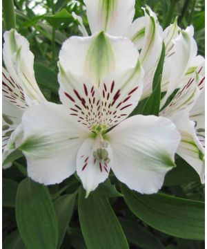 Alstroemeria 'Majestic Maze'