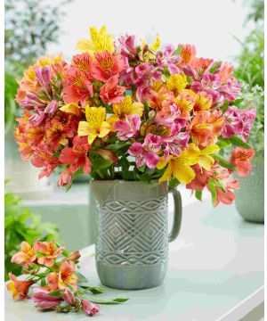 Alstroemeria Nursery Favourite Collection