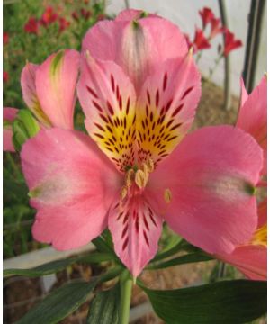 Alstroemeria 'Duke Pierre'