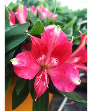 Alstroemeria 'pitchoune Lily Rose' 