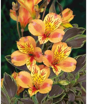 Alstroemeria Summer Breeze