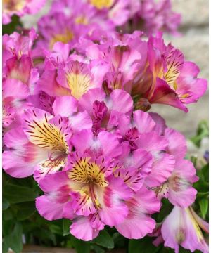 Alstroemeria Inticancha Sunday