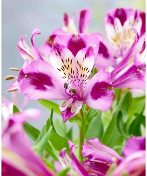 Alstroemeria 'pitchoune Valentine'