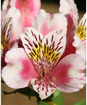 Alstroemeria 'Duke William'