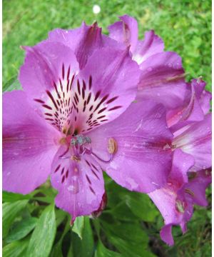 Alstroemeria Lucas