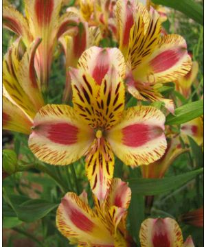 Alstroemeria Marguerite